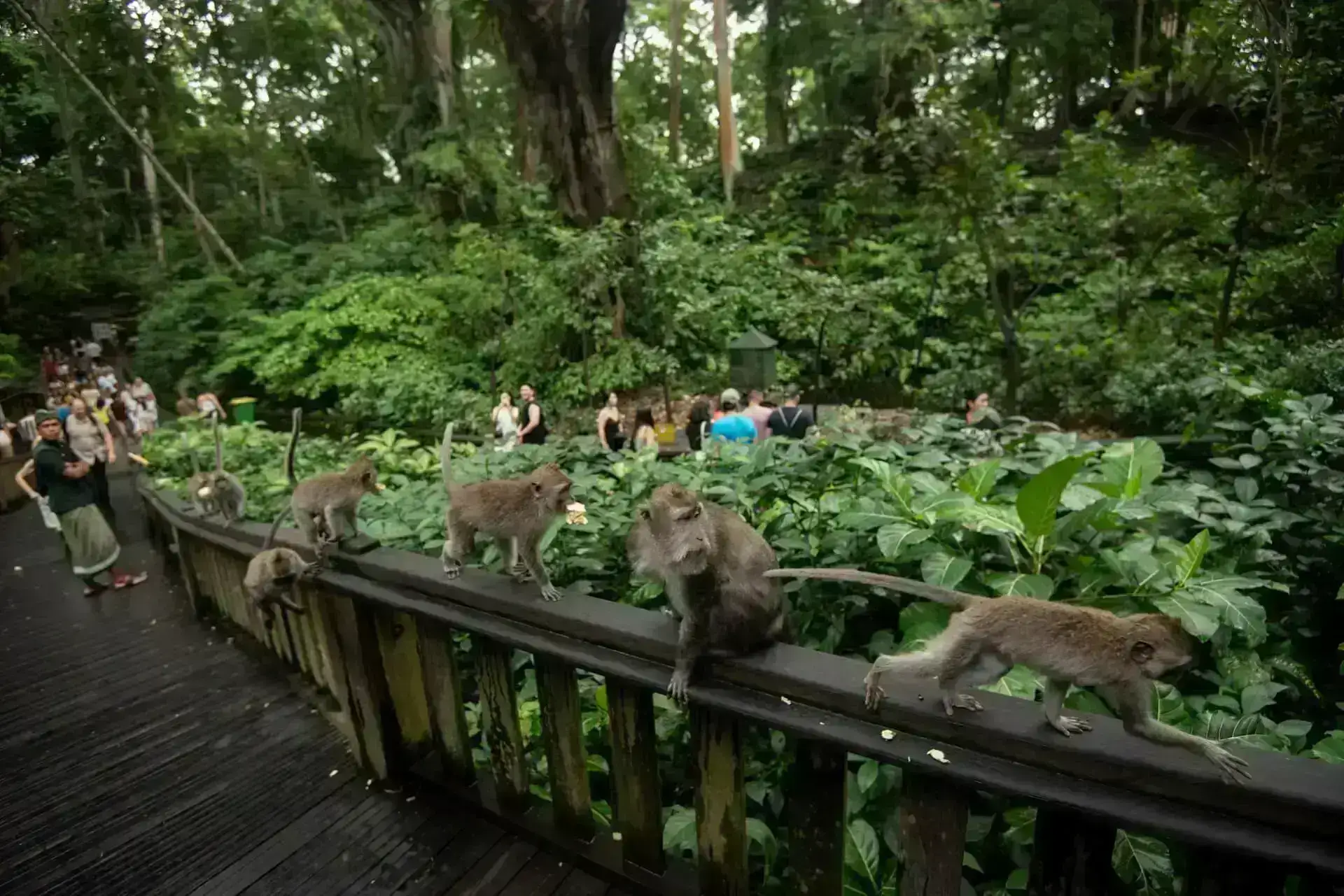 Package - Ubud Bali Tour - Image 4