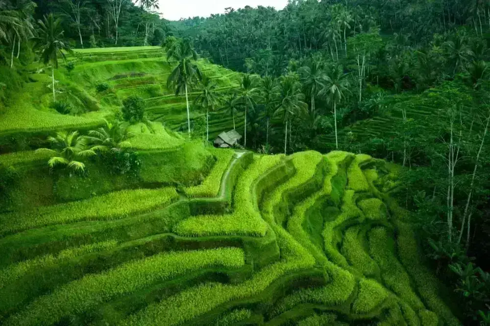 Package - Ubud Bali Tour - Image 3